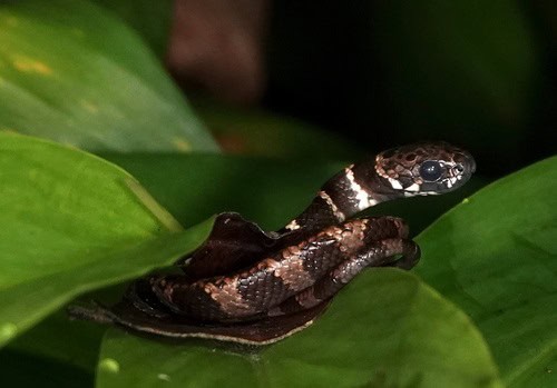 10 Snake Species Which Dominate Colombia - Snake Radar