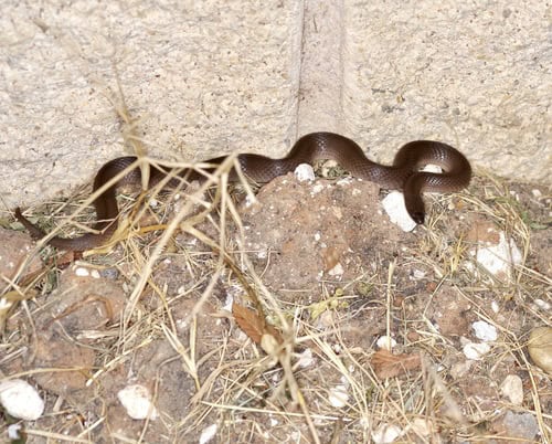 Virginia striatula rough earth snake