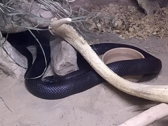 Walterinnesia morgani eastern black desert snake