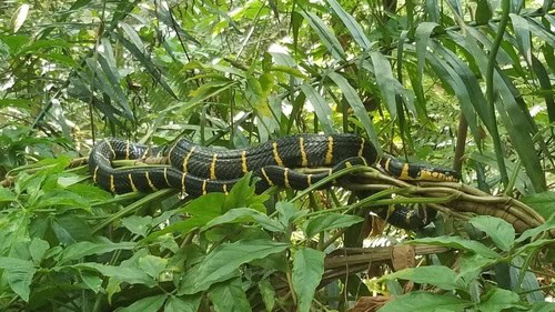 Western Mangrove Cat Snake (Boiga melanota)