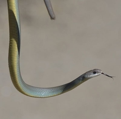 Western Yellow-bellied Racer (Coluber constrictor)