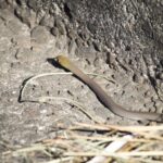 Whipsnake Demansia psammophis australia
