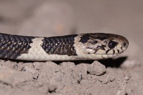 Williams' Tree Snake (Dipsas williamsi)