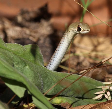 Yellow-faced Whip-Snake (Demansia psammophis)