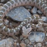 Zamenis hohenackeri caucasian ratsnake