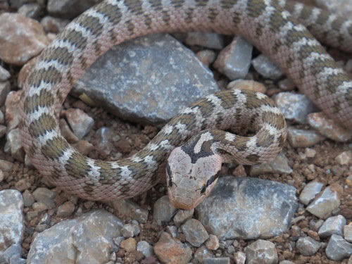 Zamenis hohenackeri caucasian ratsnake