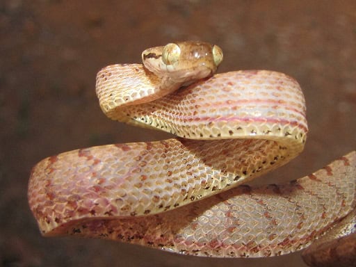 boiga ceylonensis kerala india catsnake