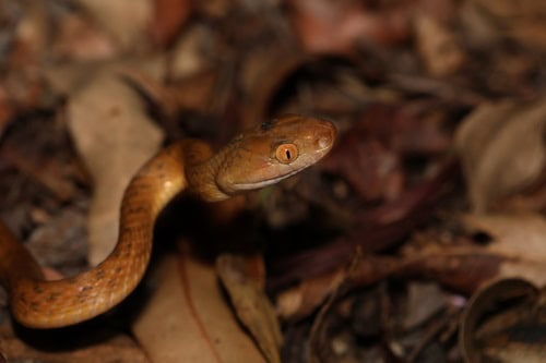 boiga irregularis brown catsnake