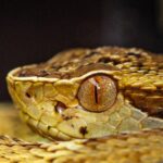 brazil Yarará Lancehead Bothrops jararaca