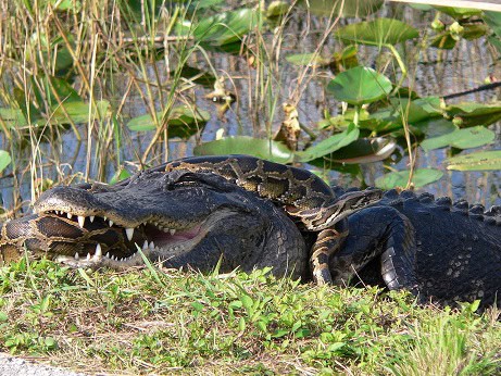 burmese python american alligator everglades