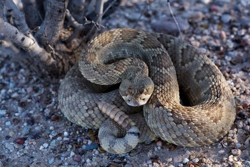 crotalus scutulatus mojave rattlesnake danger