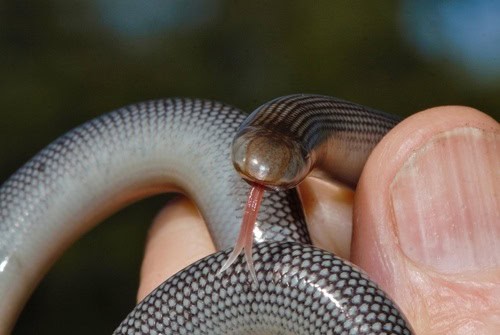 giant african blind snake Afrotyphlops mucruso