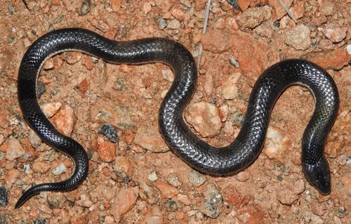 highveld garter snake Elapsoidea sundevallii