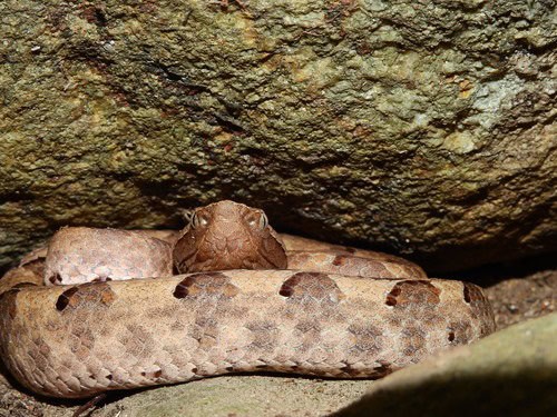 indian Hump-nosed Viper (Hypnale hypnale)