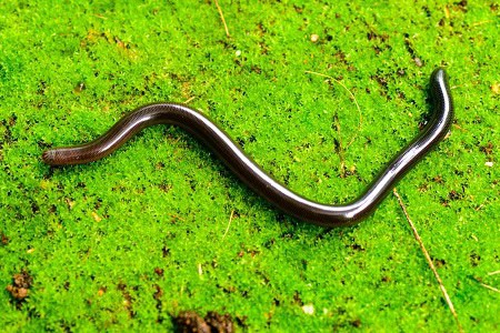 indochinese blind snake Argyrophis diardii