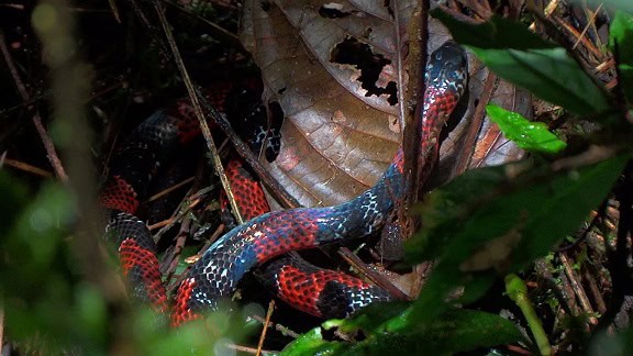 mimic coral snake Erythrolamprus mimus