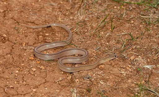 narrow-striped dwarf snake (Eirenis decemlineatus)