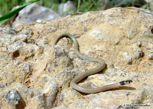 persian dwarf racer eirenis persicus