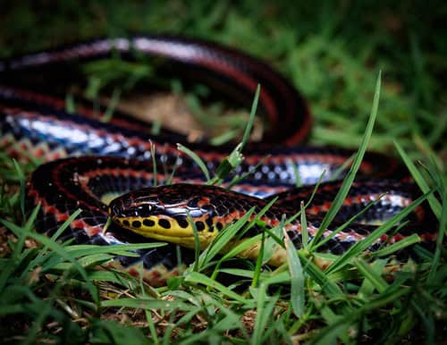 rainbow snake farancia erytrogramma usa