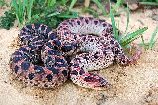 red phase southern hognose snakes