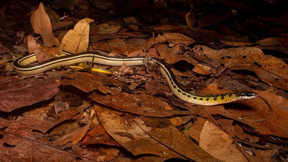 shaw's dark ground snake Erythrolamprus melanotus