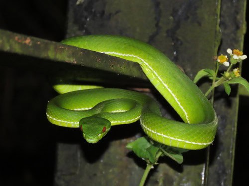 Chinese Green Tree Viper (Trimeresurus stejnegeri)