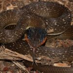 Crotaphopeltis hotamboeia head triangulation