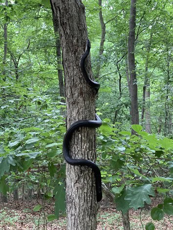 Eastern Ratsnake Pantherophis alleghaniensis climbing