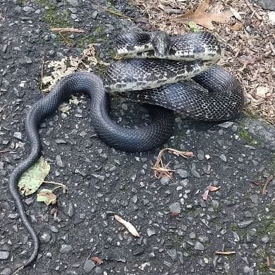 Eastern Ratsnake Pantherophis alleghaniensis warning