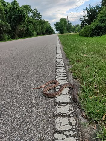 Florida Pine Snake Pituophis melanoleucus