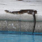 Florida Watersnake (Nerodia fasciata pictiventris)