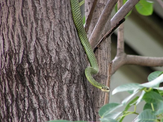 Golden Tree Snake Chrysopelea ornata tree