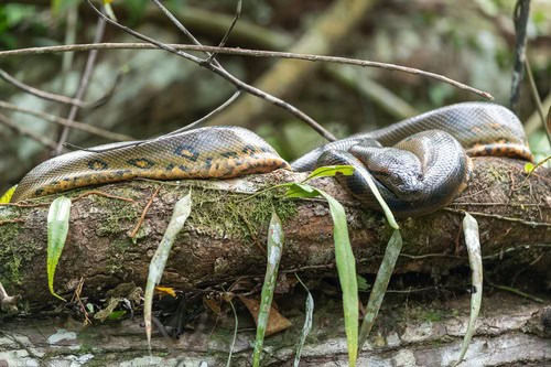 Green Anaconda Eunectes murinus Ecuador