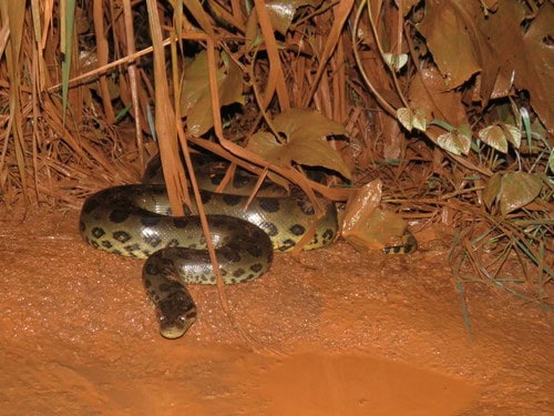 Green Anaconda (Eunectes murinus) bolivia
