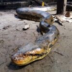 Green Anaconda Eunectes murinus ecuador