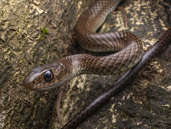 Indo-Chinese Rat Snake Ptyas korros danger