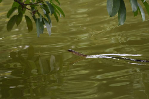 Indo-Chinese Rat Snake (Ptyas korros) swimming