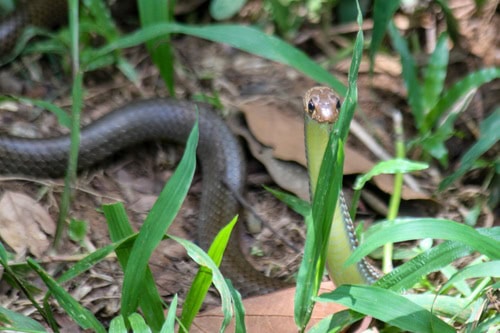 Indo-Chinese Rat Snake (Ptyas korros)