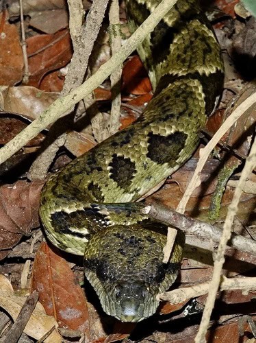 Madagascar Tree Boa (Sanzinia madagascariensis) ontogenetic