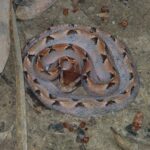 Malayan Pit Viper (Calloselasma rhodostoma) cambodia