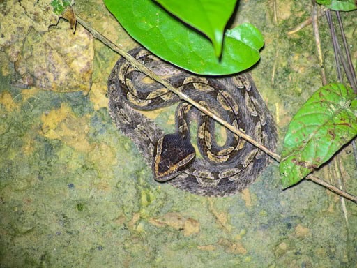 Malayan Pit Viper Calloselasma rhodostoma danger