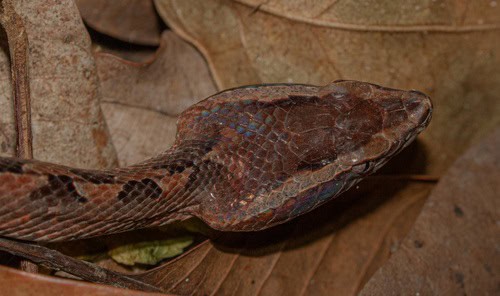Malayan Pit Viper (Calloselasma rhodostoma) head