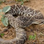 Neotropical Rattlesnake (Crotalus durissus) danger