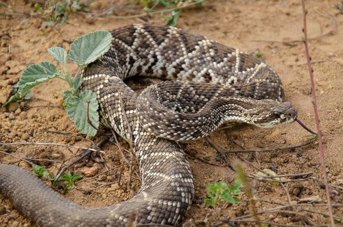 Neotropical Rattlesnake (Crotalus durissus) danger