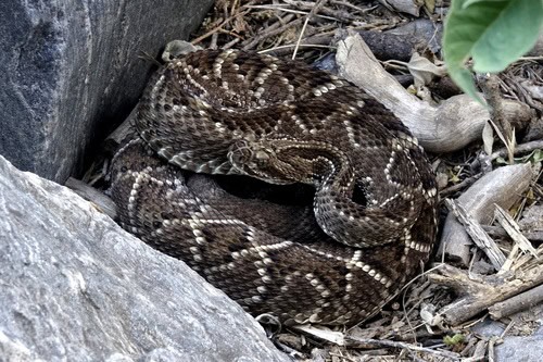 Neotropical Rattlesnake (Crotalus durissus) lethal