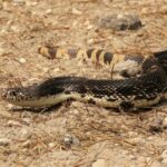 Northern Pine Snake Pituophis melanoleucus