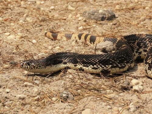 Northern Pine Snake Pituophis melanoleucus