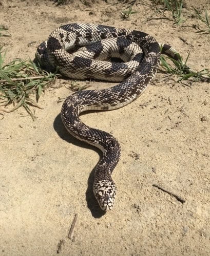 Pine Snake (Pituophis melanoleucus) usa