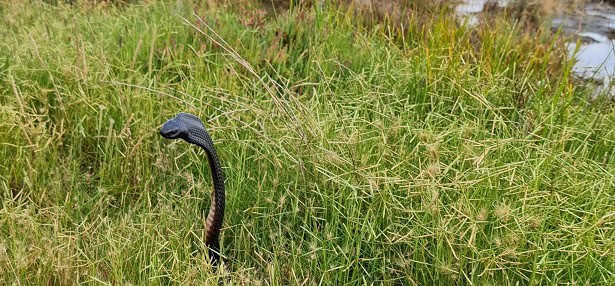Red-bellied Black Snake neck flare