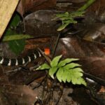 Redtail Coralsnake (Micrurus mipartitus) venezuela